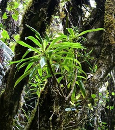 Heterochaenia borbonica.campanulaceae.endémique Réunion.P1023950