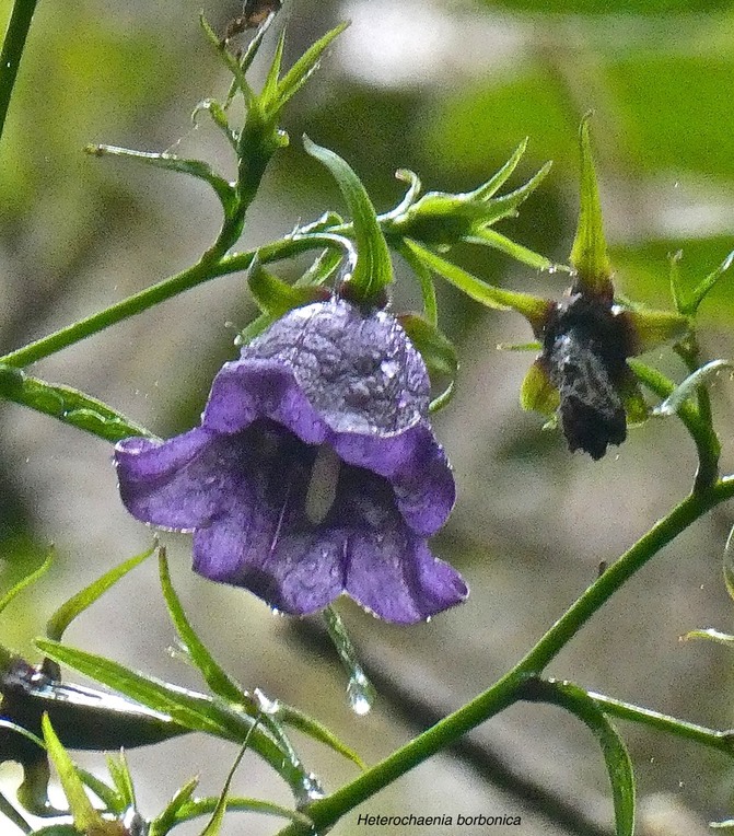 Heterochaenia borbonica.campanulaceae.endémique Réunion.P1023902