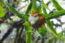Heterochaenia borbonica.(fruit en formation ) campanulaceae.endémique Réunion.P1023967