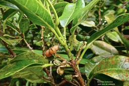 Melicope borbonica. petit bois de catafaille .( avec fruits ouverts ,fruits verts et boutons floraux ) rutaceae.endémique Réunion.P1023690