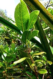 Melicope borbonica .petit bois de catafaille .( avec fruits  )rutaceae.endémique Réunion.P1023684