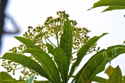 Psiadia laurifolia .bois de tabac ..asteraceae.endémique Réunion.P1024025