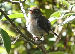 Saxicola tectec.tec-tec .tarier de la Réunion. (  jeune individu .) Muscicapidae . endémique Réunion.  P1023643