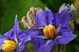 Solanum mauritianum .bringellier marron. (étamines à déhiscence poricide )solanaceae.espèce envahissante.P1024106