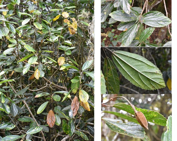 Trochetia granulata - Bois de clochette - MALVACEAE - Endémique Réunion, Maurice