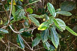 Trochetia granulata .boucle d'oreille.( avec fruit )malvaceae.endémique Réunion. P1023675