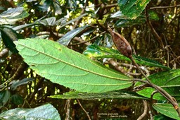 Trochetia granulata .boucle d'oreille .( feuille face inférieure et fruit.) malvaceae.endémique Réunion.P1023668