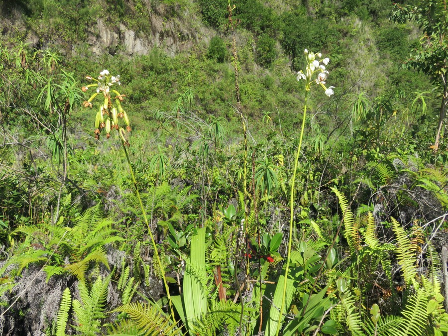 1. Spathoglottis plicata - Orchidée Coco - Orchidaceae - Exo.