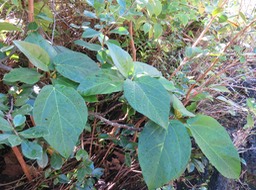 2. ??? Ficus mauritiana - Affouche rouge - Moracée