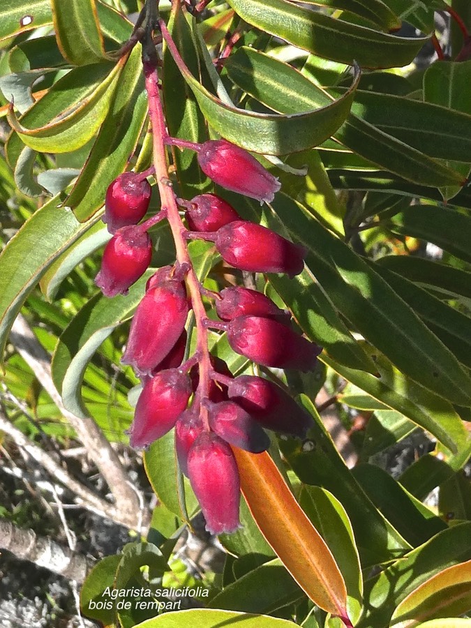 Agarista buxifolia .bois de rempart.ericaceae.indigène Réunion.P1015776
