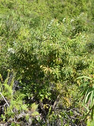 Agarista salicifolia - Bois de rempart - ERICACEAE - Indigène Réunion - P1020061