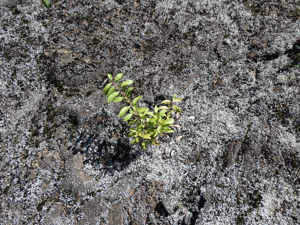 Agarista salicifolia - Jeune Bois de rempart - ERICACEAE - Indigène Réunion - P1020061 1