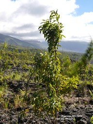 Agarista salicifolia .bois de rempart.ericaceae.indigène Réunion.P1015657
