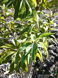 Agarista salicifolia.bois de rempart.ericaceae.indigène Réunion.P1015658
