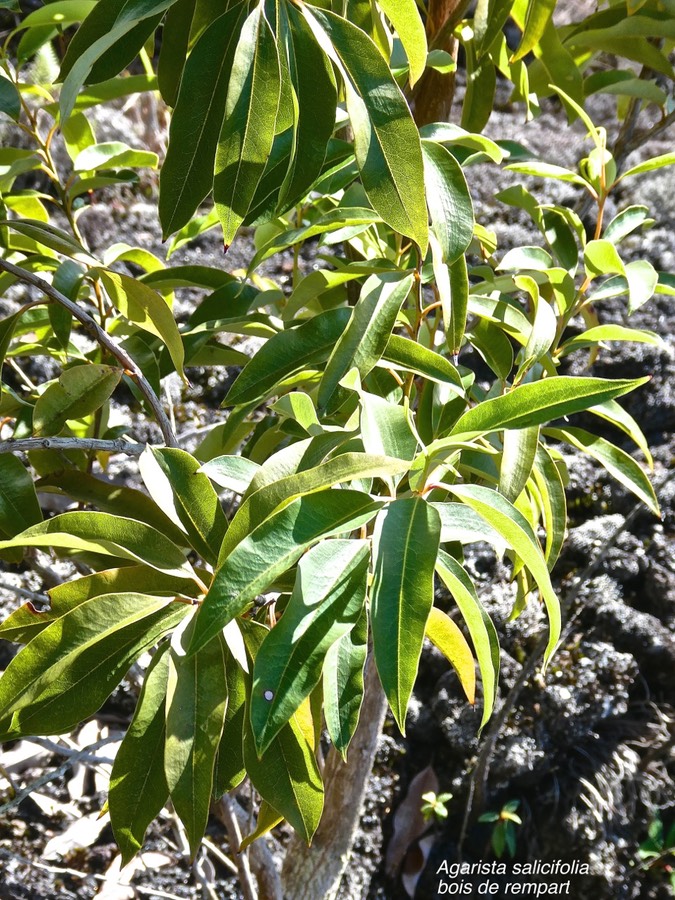 Agarista salicifolia.bois de rempart.ericaceae.indigène Réunion.P1015658