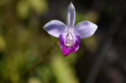 Arundia gramnifolia - Orchidée Bambou - EPIDENDROIDEAE - Naturalisé - MB2_2246