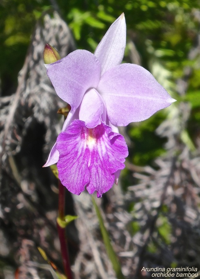 Arundina graminifolia .orchidée bambou.orchidaceae. espèce envahissante.P1015498