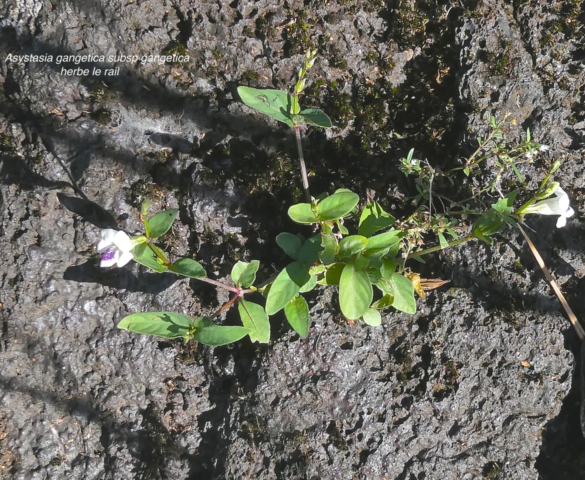 Asystasia gangetica subsp gangetica .herbe le rail.pistache marron .acanthaceae.espèce envahissante.P1015525