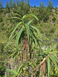 boehmeria penduliflora .bois de chapelet.urticaceae.espèce envahissante.P1015543