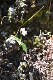 Cinorkys fastigiata - ORCHIDOIDEAE - Inigène Réunion