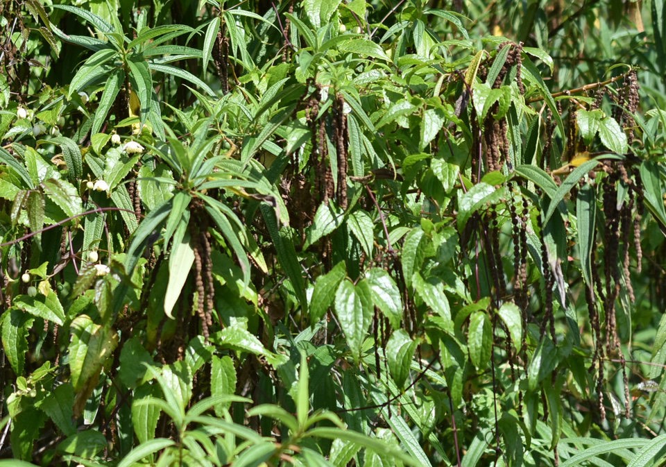 Clematis mauritiana - Liane marabit - RANUNCULACEAE - Mascareignes et Boehmeria penduliflora - Bois de chapelet - URTICACEAE - EE