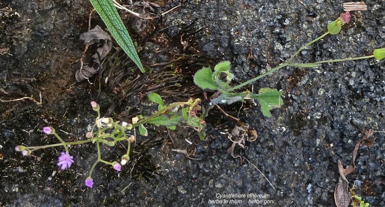 Cyanthillium cinereum.(Vernonia cinerea )herbe le rhum.herbe goni.asteraceae.espèce envahissante .P1015621