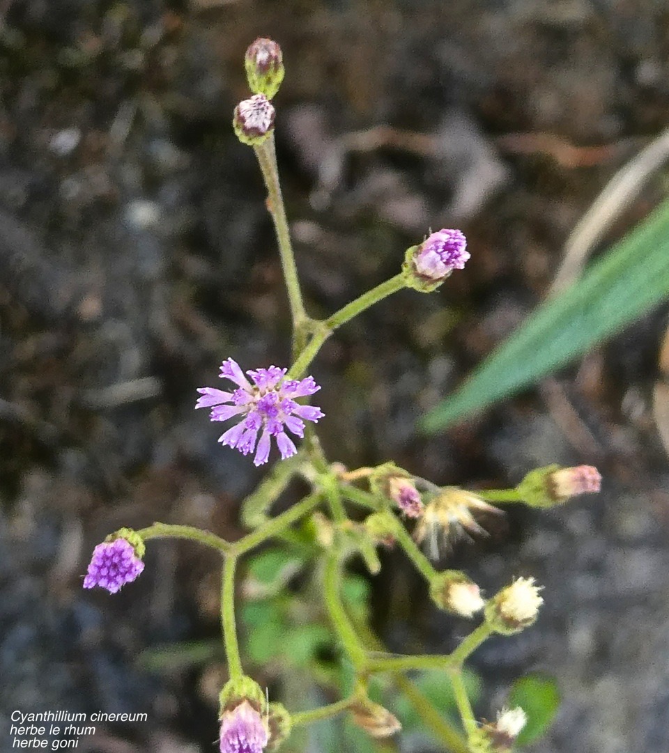 Cyanthillium cinereum.(Vernonia cinerea ).herbe le rhum.herbe goni.asteraceae.espèce envahissante.P1015620