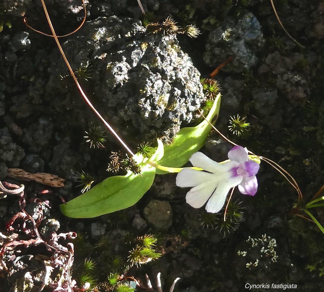Cynorkis fastigiata .orchidaceae.indigène Réunion.P1015566