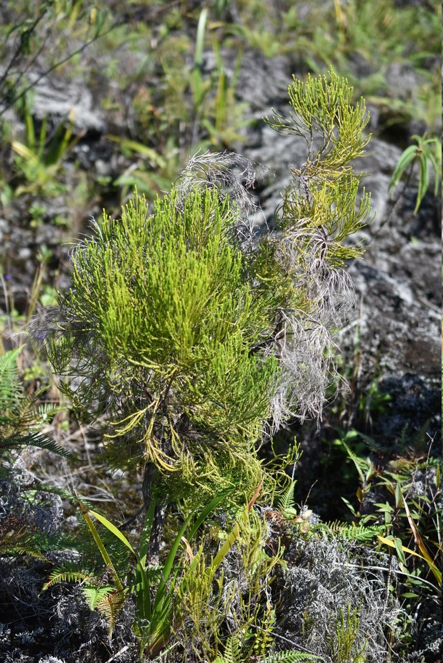 Erica reunionensis - Branle vert - ERICACEAE - Endémique Réunion