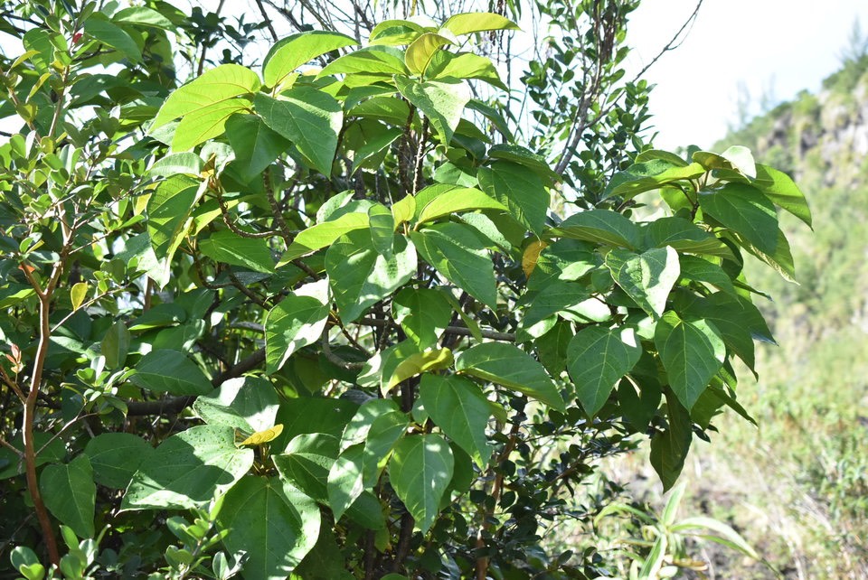 Ficus mauritiana - Affouche rouge - MORACEAE - Endémique Réunion, Maurice
