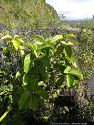 Ficus mauritiana.affouche rouge.moraceae.endémique Réunion Maurice.P1015529