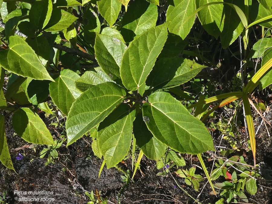 Ficus mauritiana.affouche rouge.moraceae.endémique Réunion Maurice.P1015531