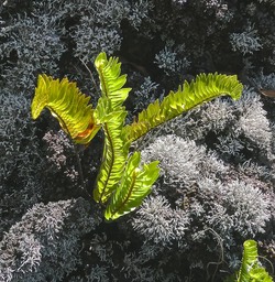 fougère Nephrolepis abrupta .nephrolepidaceae et lichen Stereocaulon vulcani. fleur de roche . stereocaulaceae.P1015633