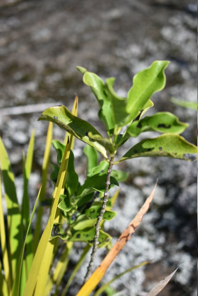 Geniostoma borbonicum - Bois de piment - LOGANIACEAE - Endémique Réunion, Maurice