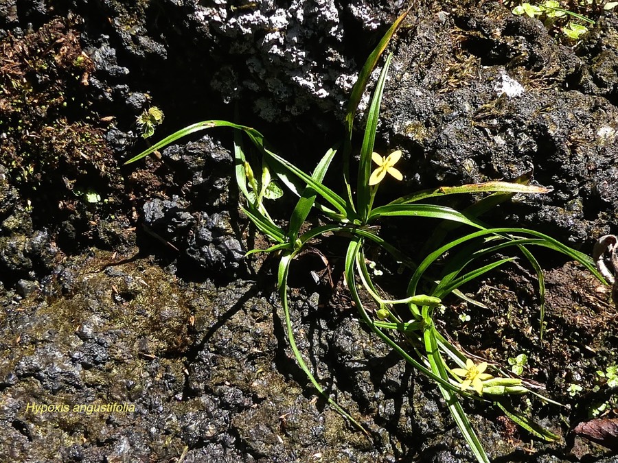 Hypoxis angustifolia.hypoxis à feuilles étroites.hypoxidaceae.indigène Réunion.P1015608
