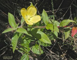 Ludwigia octovalis.herbe bourrique.onagraceae.indigène Réunion.P1015681