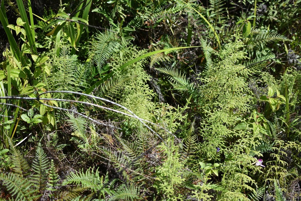 Lycopodiella cernua - Fougère la mariée - LYCOPODIACEAE - Indigène Réunion