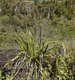 Machaerina iridifolia .paille sabre.cyperaceae.endémique Réunion Maurice.P1015506