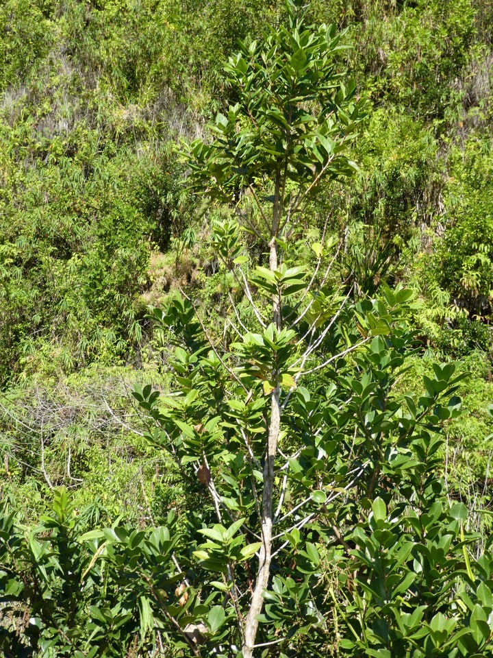 Nuxia verticillata - Bois maigre - STILBACEAE - Endémique Réunion, Maurice