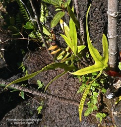 Phymatosorus scolopendria. fougère patte de lézard.polypodiaceae.indigène Réunion.P1015486