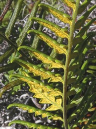 Pityrogramma calomelanos var aureoflava.fougère d'or des bas.(détail face inférieure fronde )pteridaceae.espèce envahissante .P1015550
