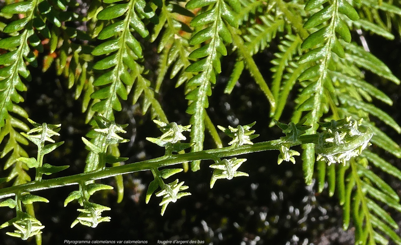 Pityrogramma calomelanos var calomelanos.fougère d'argent des bas.pteridaceae.ind!gène Réunion.P1015671