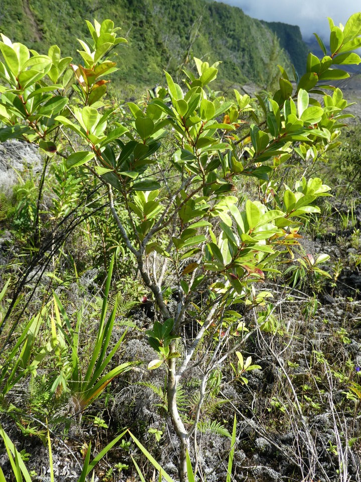 Psiloxylon mauritianum - Bois de pêche marron - MYRTACEAE - Endémique Réunion, Maurice - P1020108