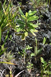 Sideroxylon borbonicum - Bois de fer bâtard - SAPOTACEAE - Endémique Réunion