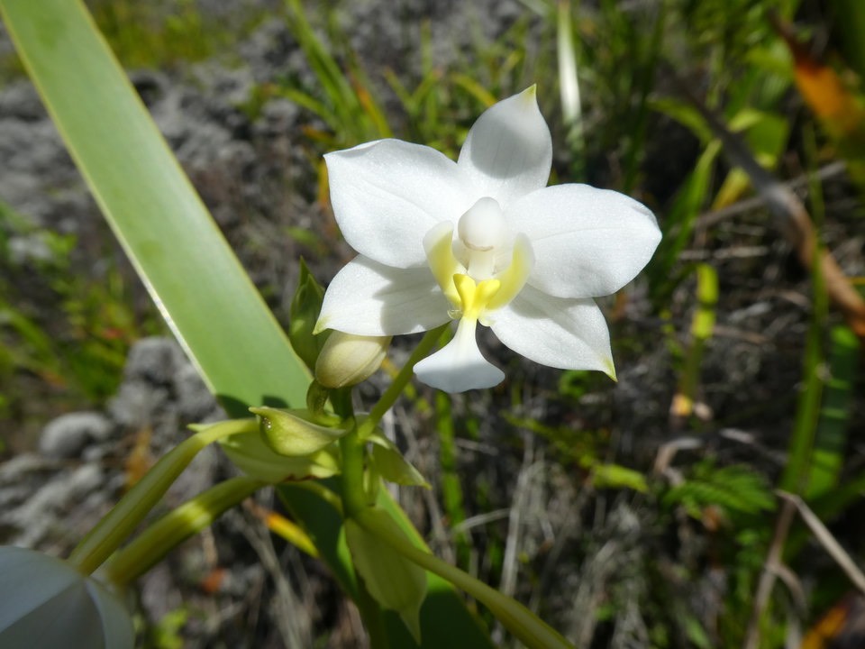 Spathoglotis plicata - Orchidée coco - EPIDENDROIDEAE - Naturalisé