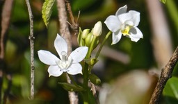 Spathoglottis plicata .(inflorescence détail ) orchidaceae.naturalisée à la Réunion.P1015500