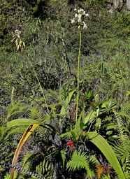 Spathoglottis plicata .orchidée coco .orchidaceae.naturalisée à la Réunion.P1015495