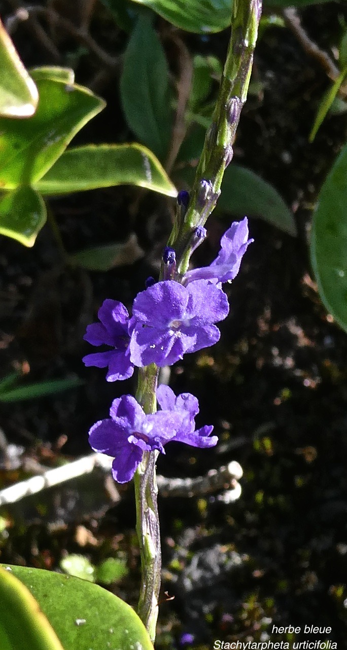 Stachytarpheta urticifolia .herbe bleue.verbenaceae.espèce envahissante .P1015532