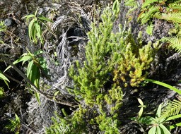 Stoebe passerinoides - Branle blanc (forme juvenile) - ASTERACEAE - Endémique Réunion
