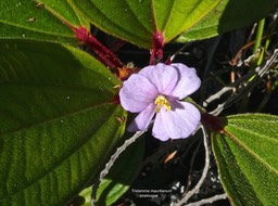Tristemma mauritianum.voatouque.melastomataceae.indigène Réunion. P1015591
